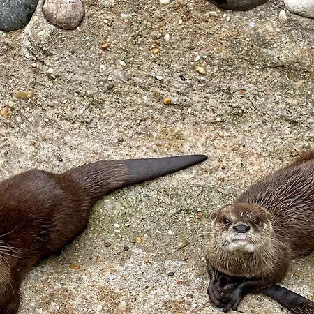 Atypical Mobile 4 Bedrooms 2 Bathrooms - Family Jf02 別荘